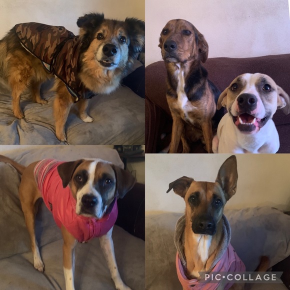 Meet your Posher, Rachel - Picture 4 of 8